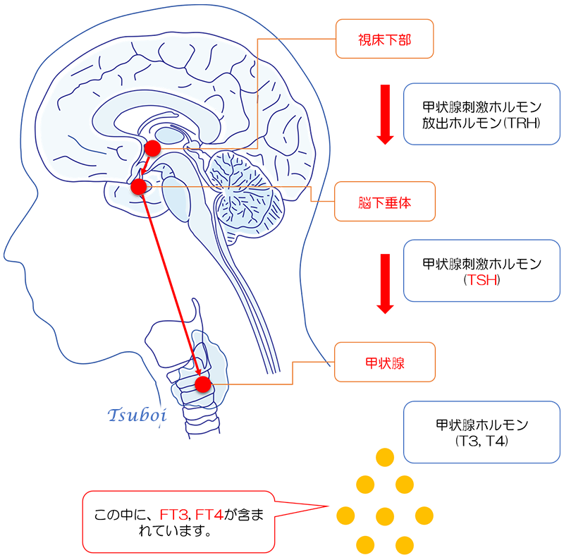 甲状腺ホルモン分泌のしくみ