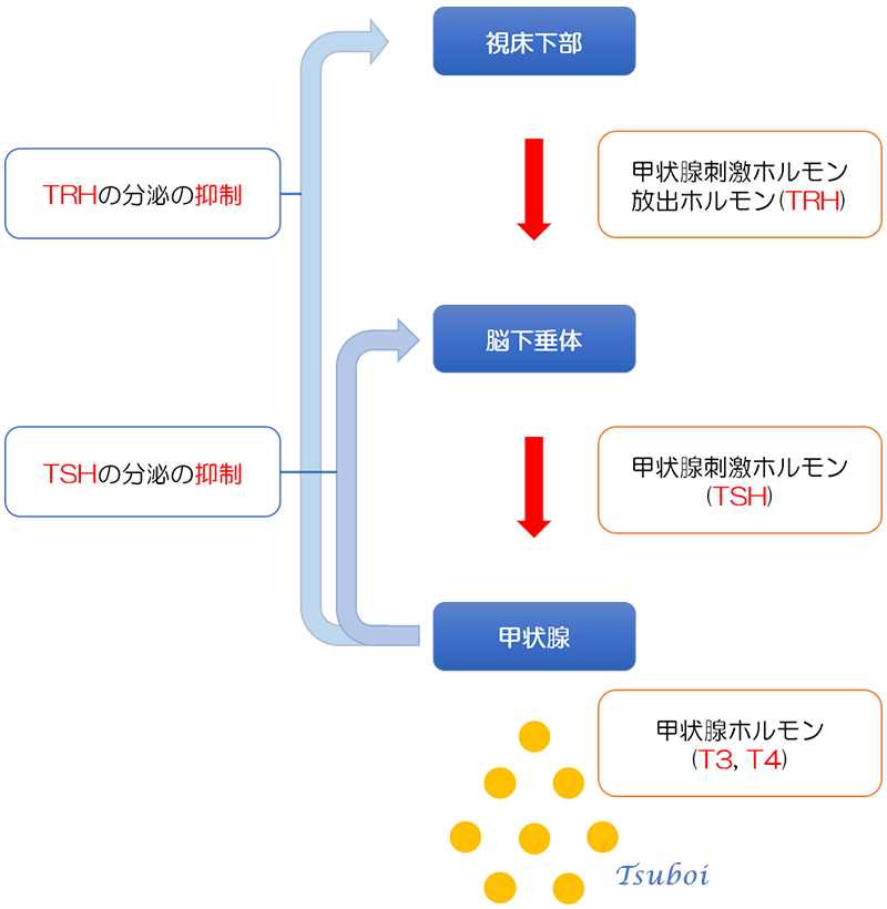 甲状腺ホルモン制御のしくみ