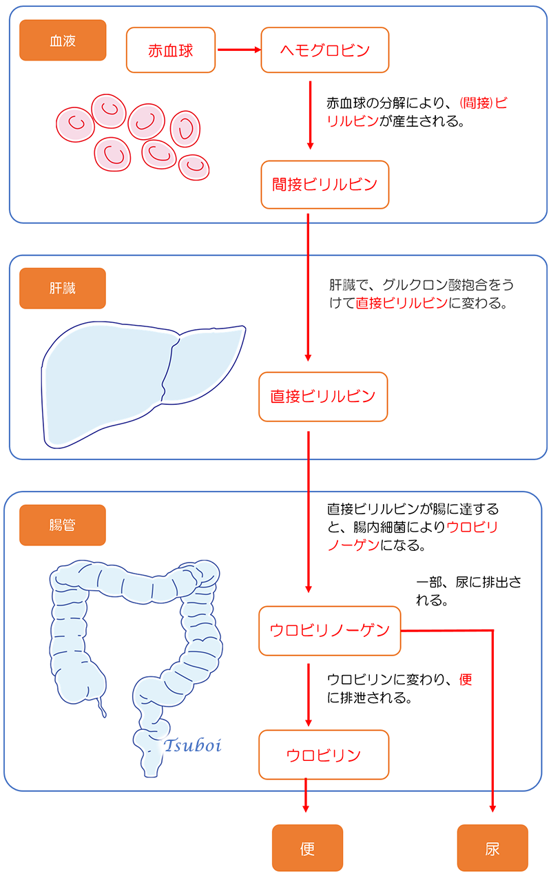 間接ビリルビンと直接ビリルビンの産生