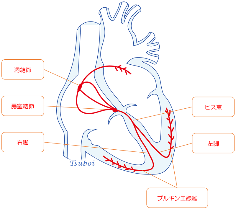 心臓の刺激伝導系