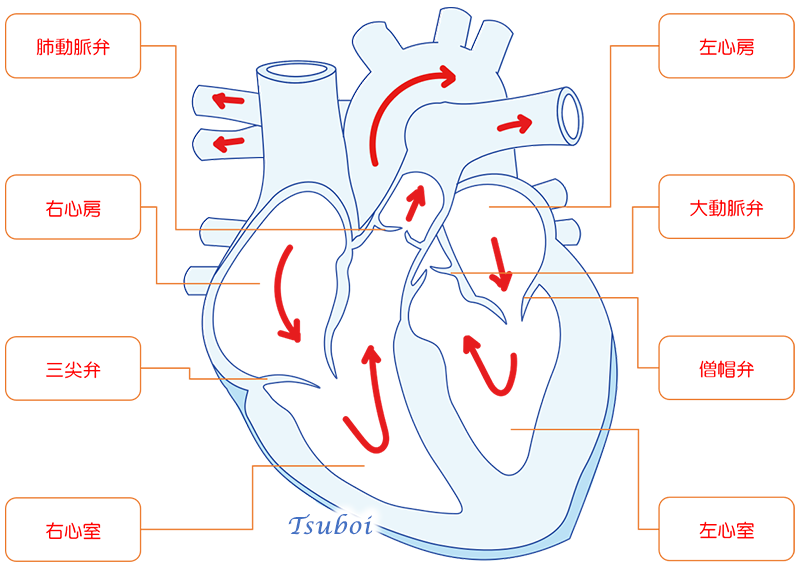 心臓の解剖