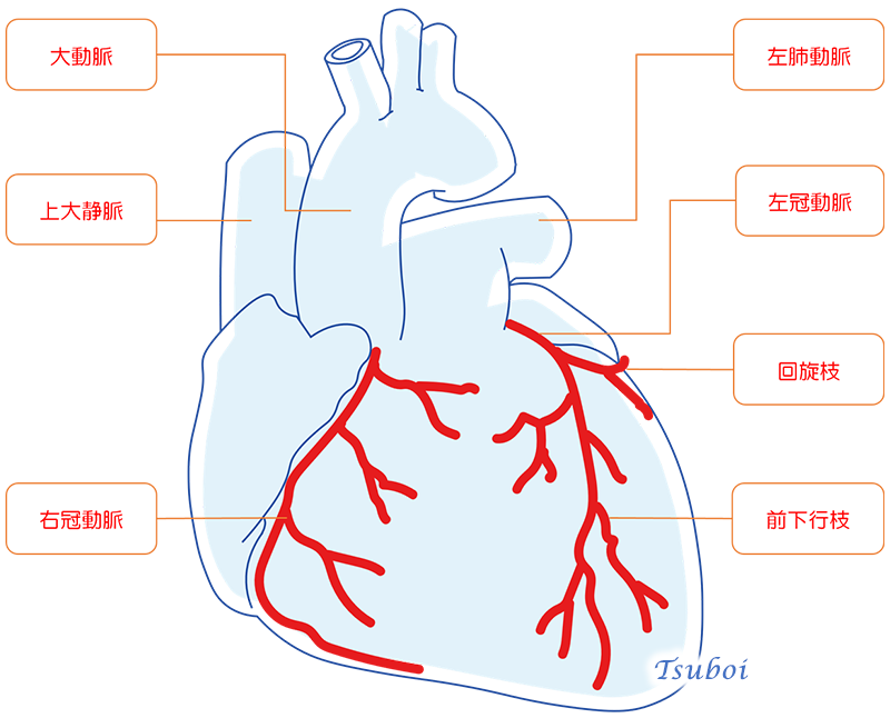 心臓に酸素や栄養を送る血管