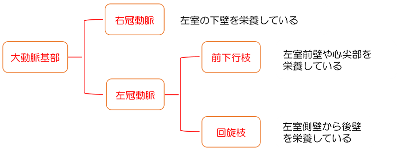 心臓に酸素や栄養を送る血管