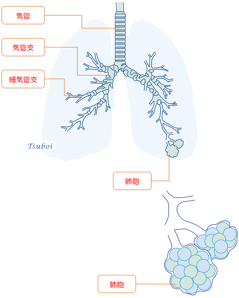 気管支の構造