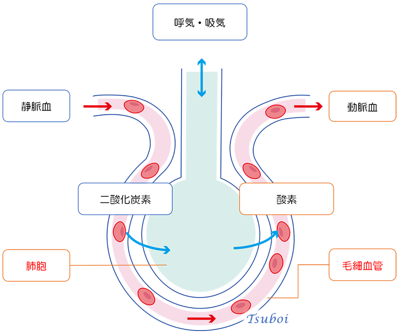 肺胞におけるガス交換