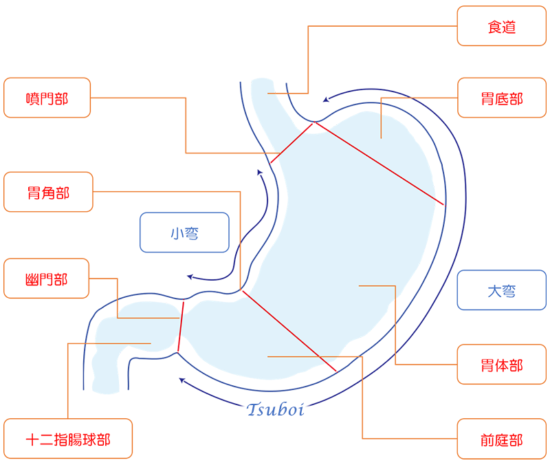 胃の構造