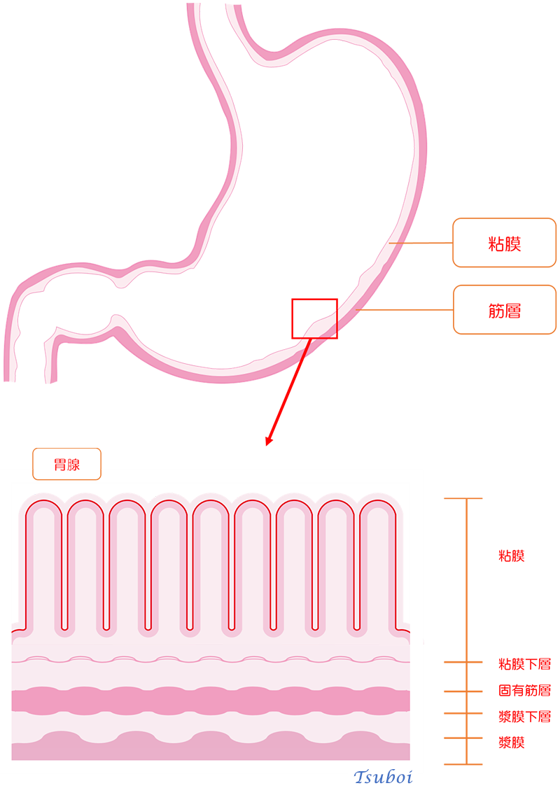 胃は、なぜ、自分の胃を消化しないのですか？