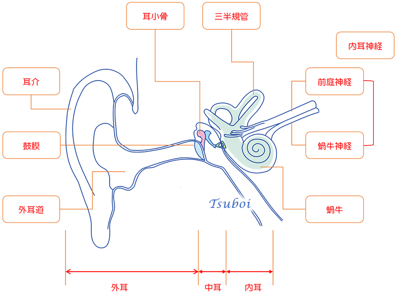 耳の構造