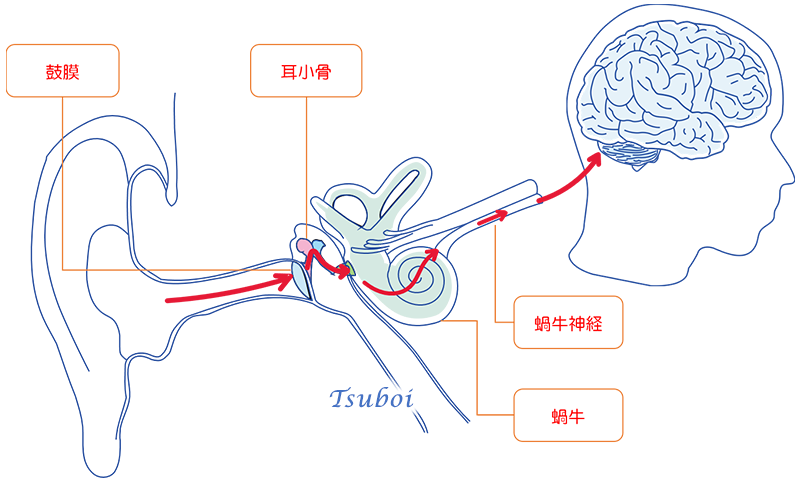 音の伝達