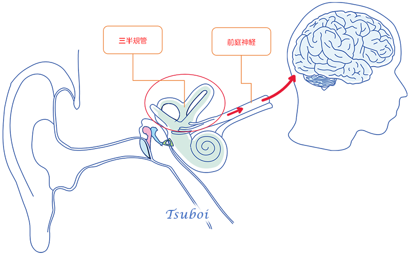 平衡感覚の伝達