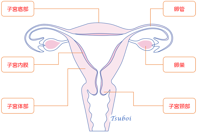 子宮の構造