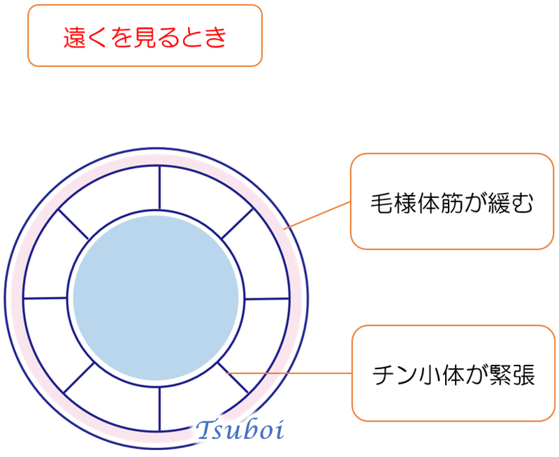 眼の調節