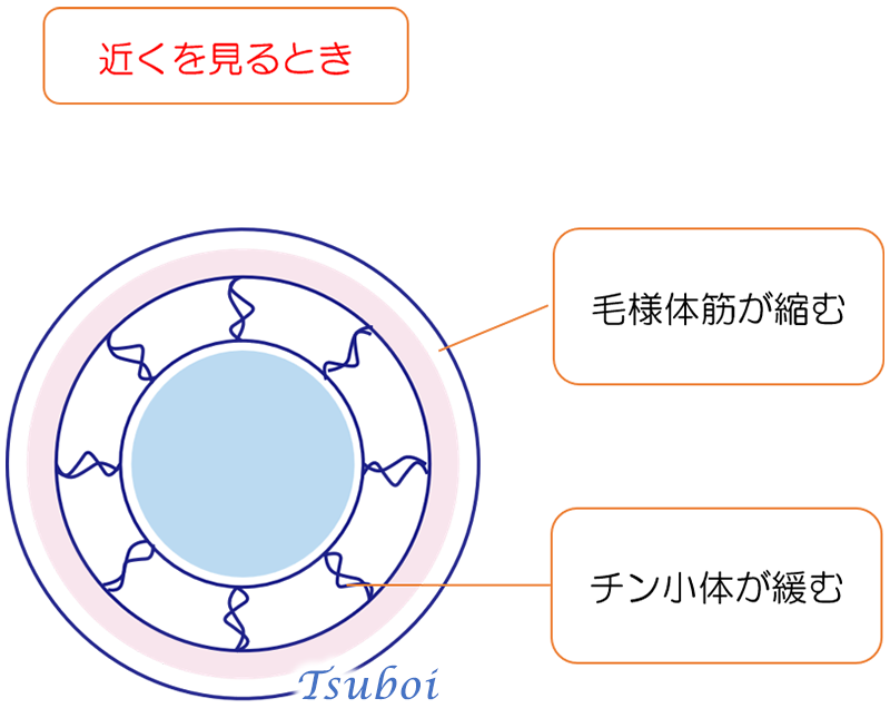 眼の調節のしくみ