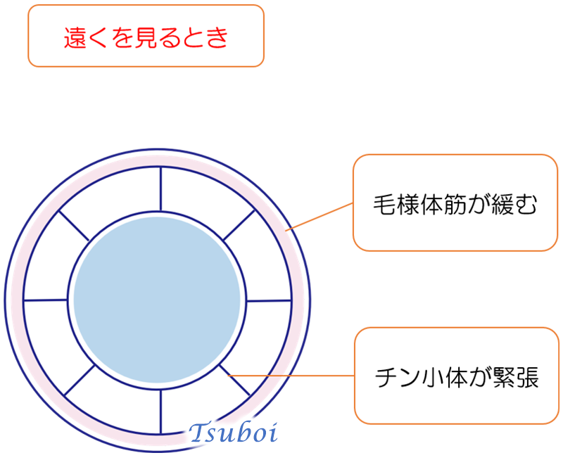 眼の調節のしくみ